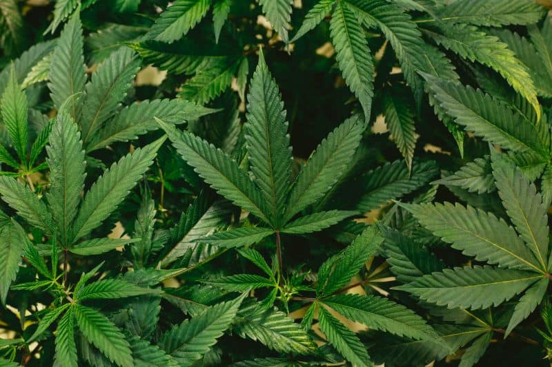fresh cannabis leaves as hamster owners wonder answers to the question "Can Hamsters Get High?"