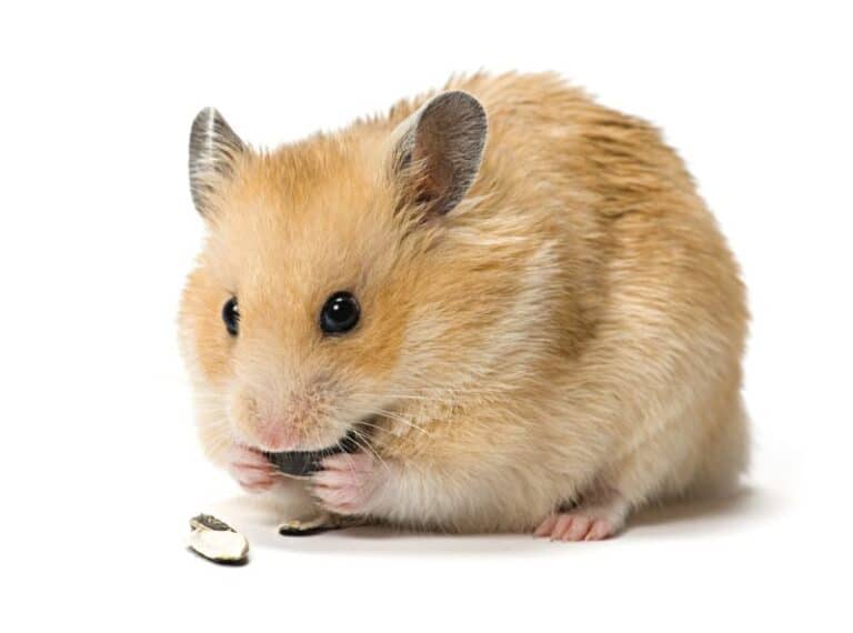 How Long Do Hamsters Keep Food In Their Cheeks? Petstant