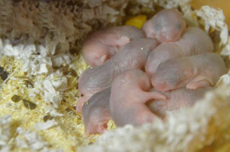 How Often Do Hamsters Breed? Petstant