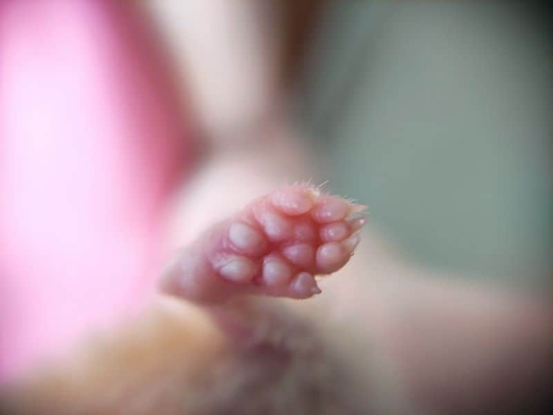 hamster paws as owner seek info on How to Treat Bumblefoot in Hamsters