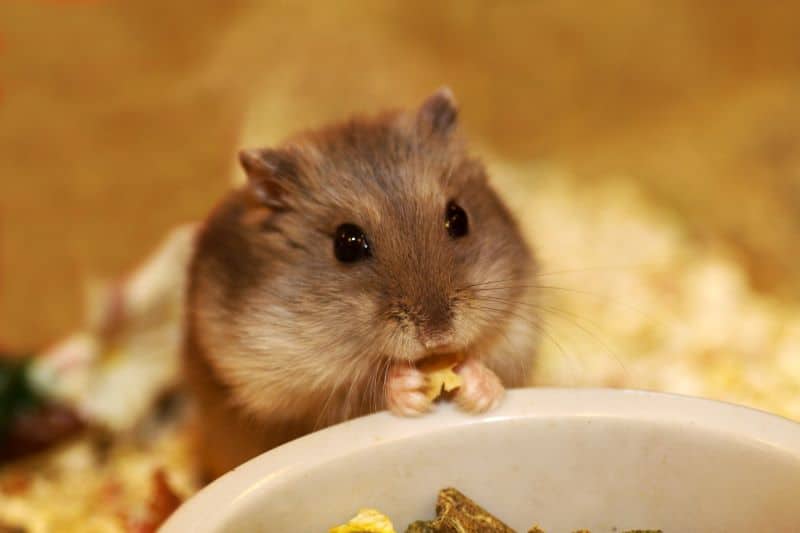 hamster watching from his cage as his owner wonders "Why is My Hamster Bruxing"