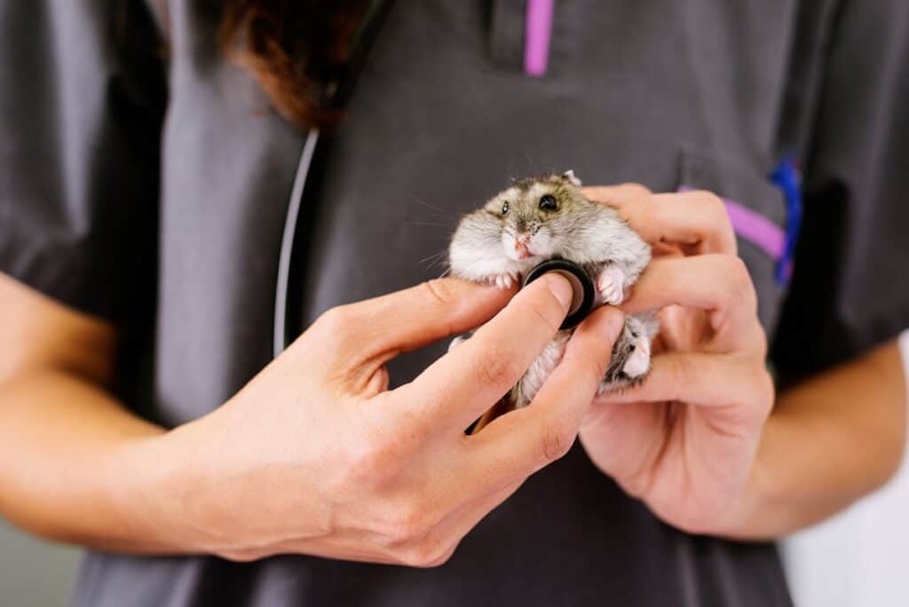 vet can help treat hamsters with cheek pouch impaction and everted cheek pouch