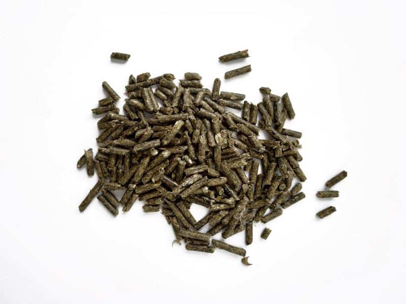 bugs in hamster food such as pellets is common