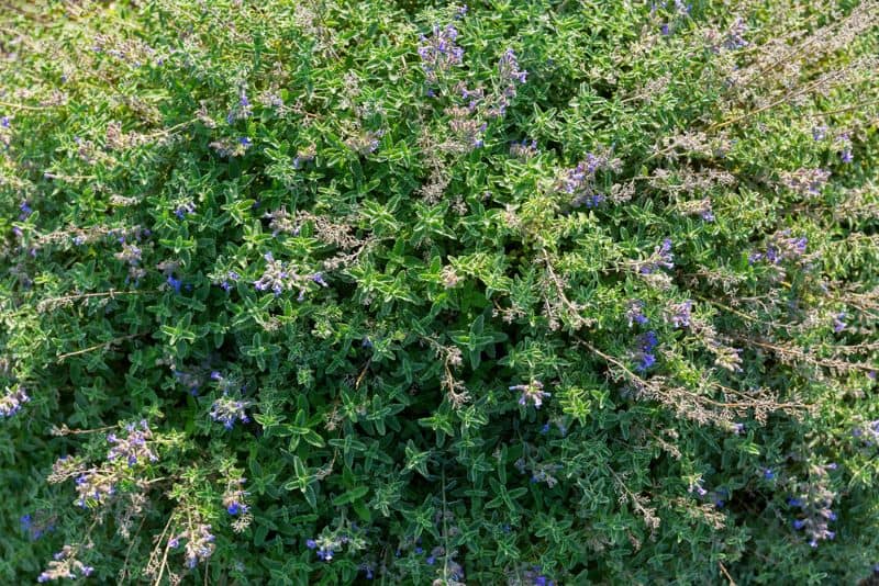 fresh catnips in the summer as many wonder a correct response to the query "can catnip get hamsters high"