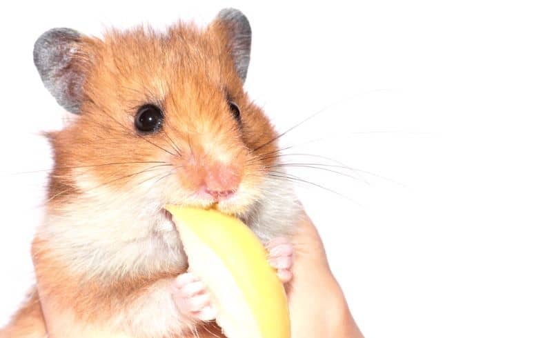 hamster enjoys as owner asks "can hamsters eat green apples"