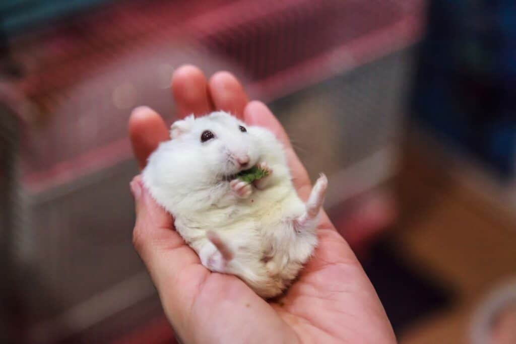 Do Hamsters Get Cataracts? 3 Causes Revealed. Petstant