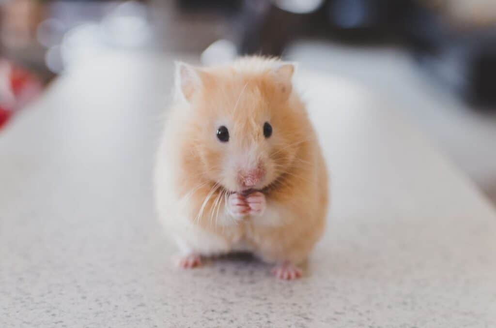 signs to look out for to answer the question: can a hamster get down's syndrome?