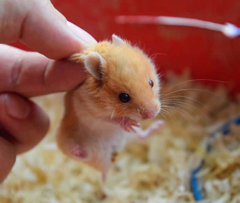 man holding a baby hamster with teeth problems