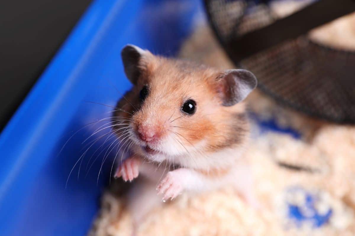 What Time Do Hamsters Wake Up? Petstant