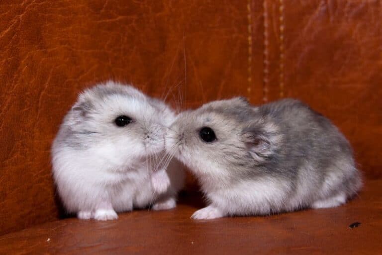 Why Do Hamsters Eat Each Other? 5 Common Reasons Uncovered! Petstant