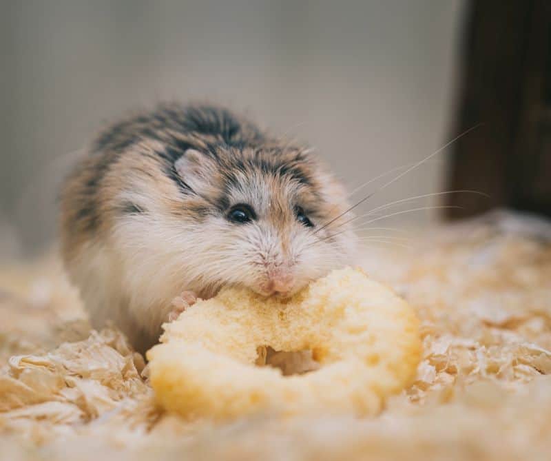 hamster with a big treat : one of the leading causes of hamster hiccups