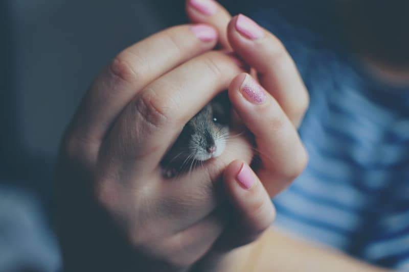 hamster giving love bites to his owner