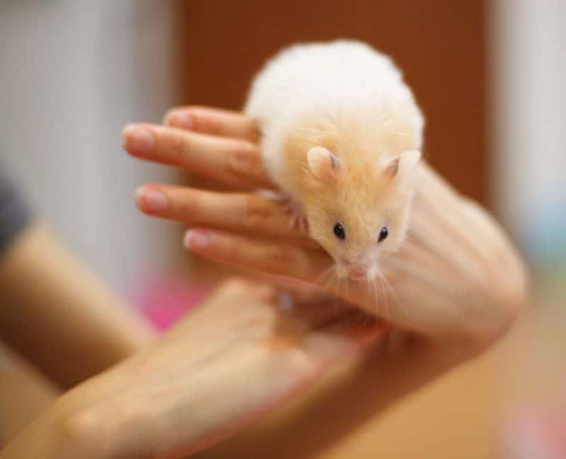 hamster euphoric after getting high from cannabis smoke