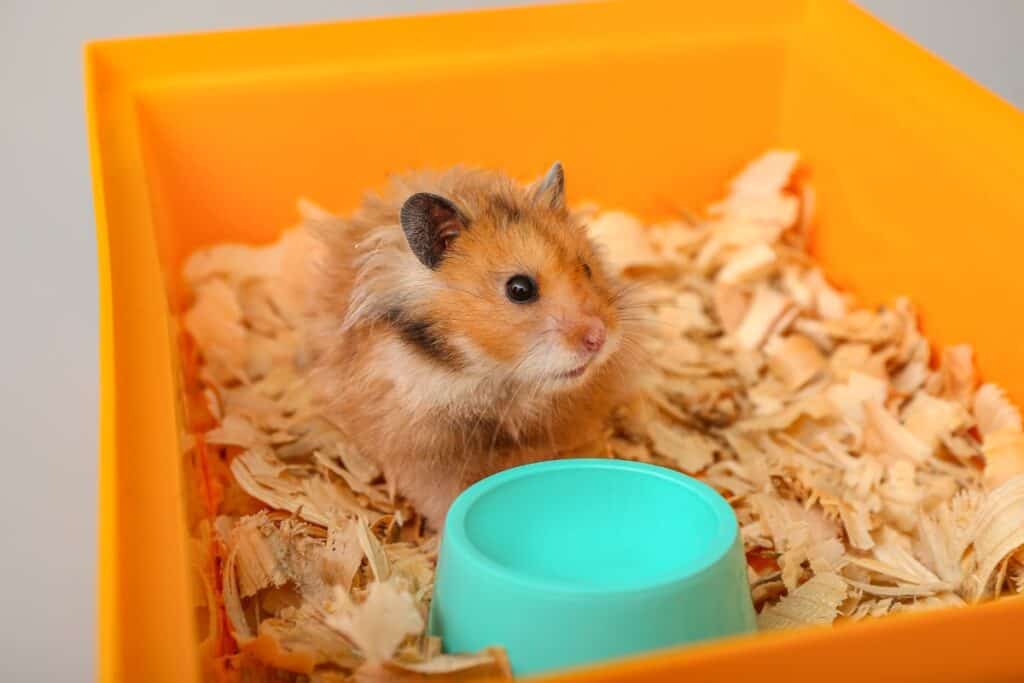 hamster lying down sawdust bedding - a potential irritant that can cause nose and mouth bleeding