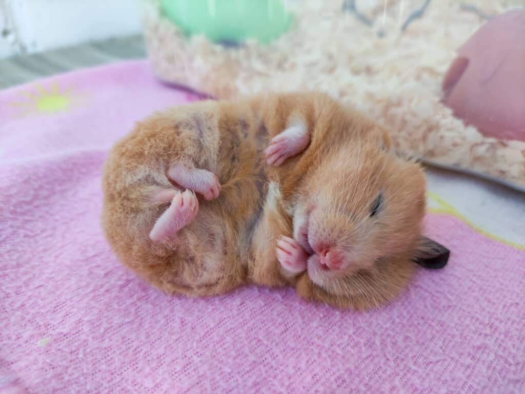 Syrian hamster sleeps on its side with protruding ear and bruxes in his sleep