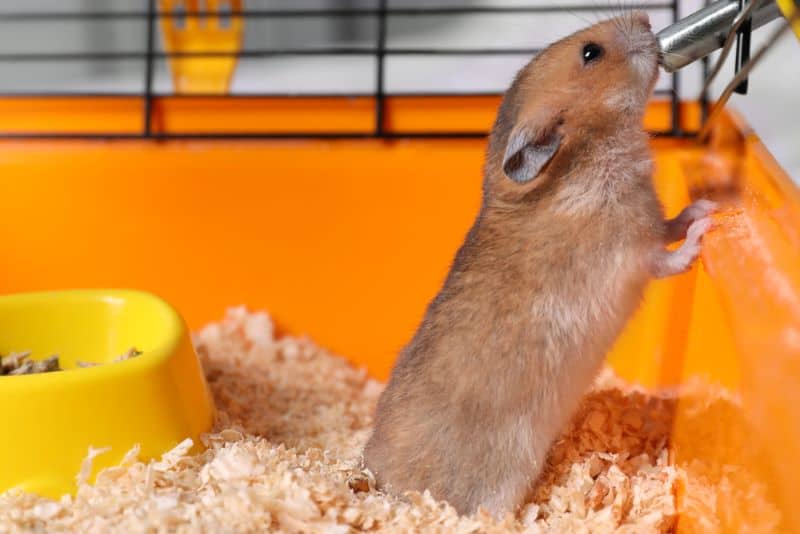 hamster drinking from leaking water bottle