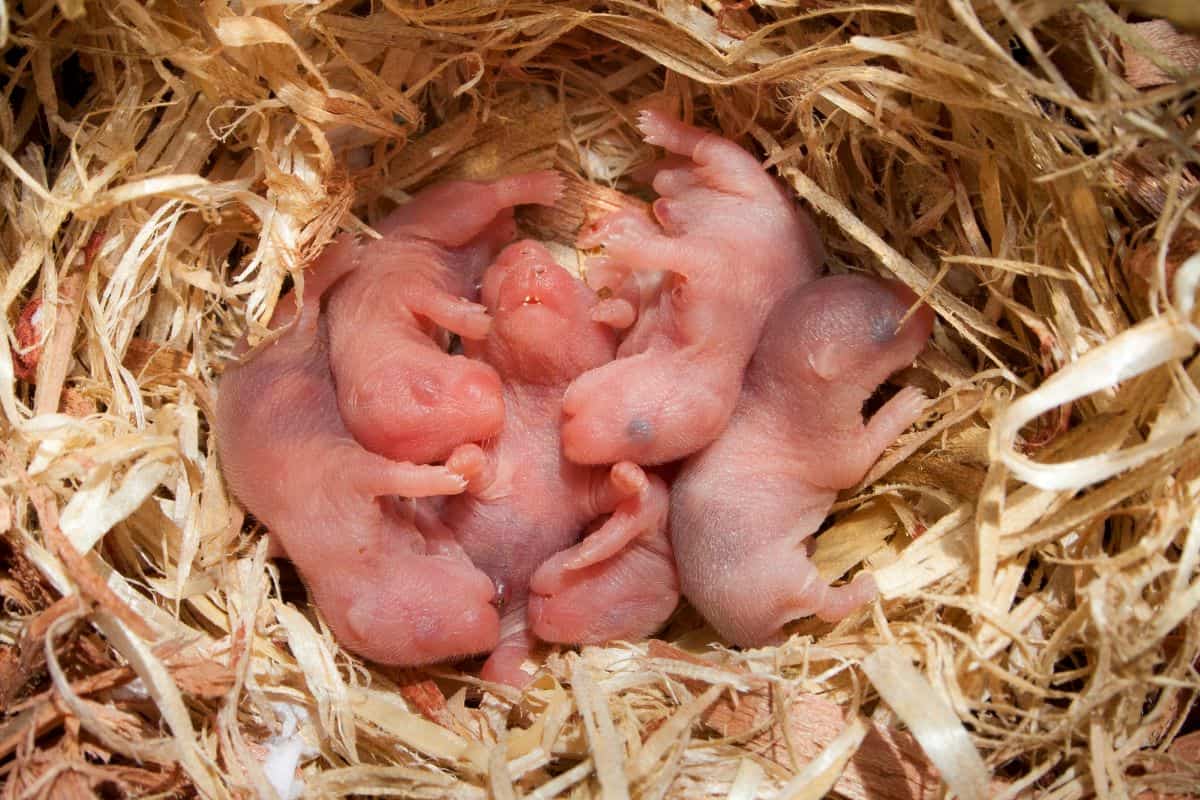 Why Is My Hamster Bleeding From Its Bottom? 7 Common Reasons Uncovered
