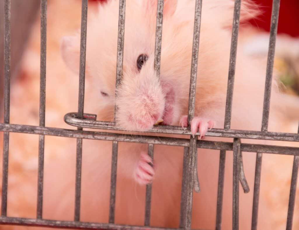 hamster gnawing at cage wire resulting in mouth bleeding