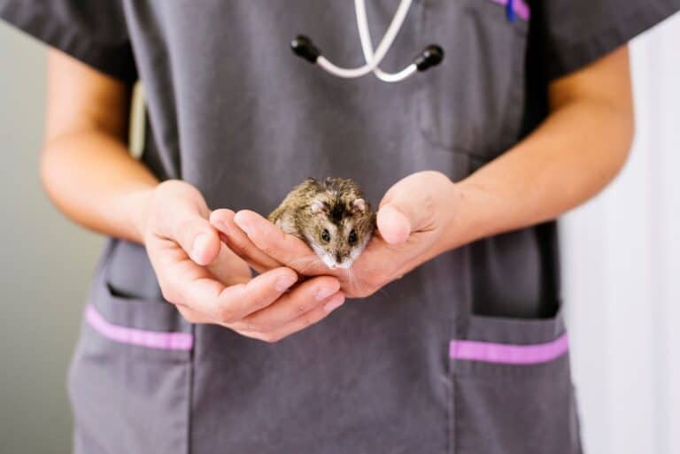 My Hamster