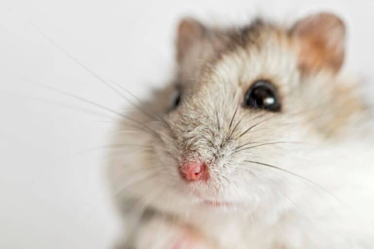 Is My Hamster Sneezing Or Squeaking? The Differences Explained! Petstant
