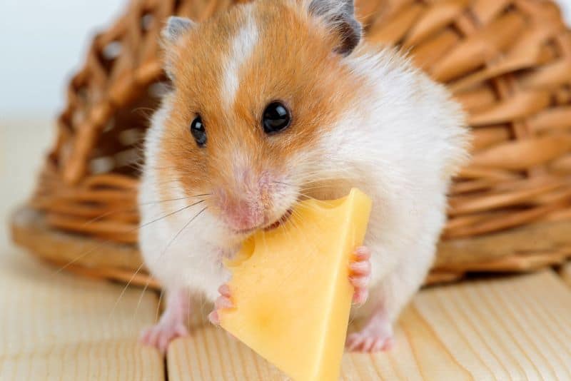 hamster eating mozzarella cheese