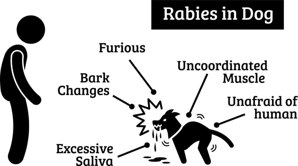 signs of rabies in dogs