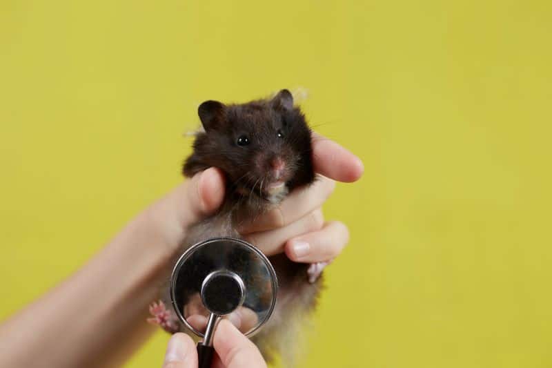 hamster being checked for breathing rate