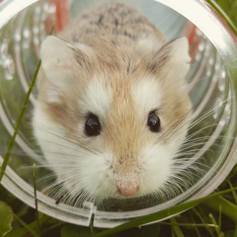 Why Does My Hamster Sleep In His Wheel? 5 Common Reasons! Petstant
