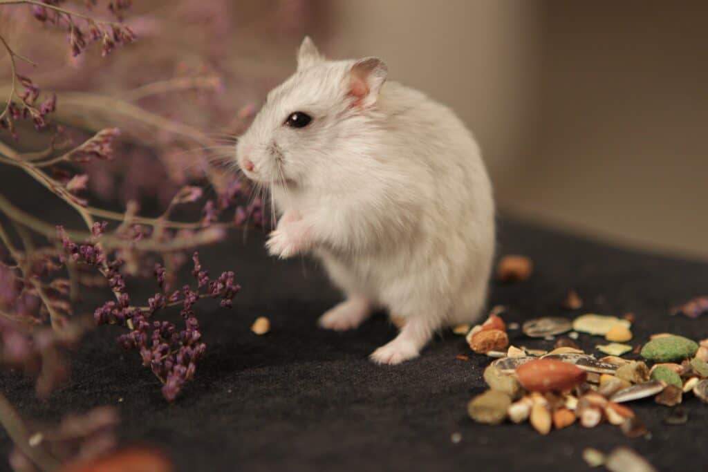 hamster feeding on seeds and nuts requires more drinking water