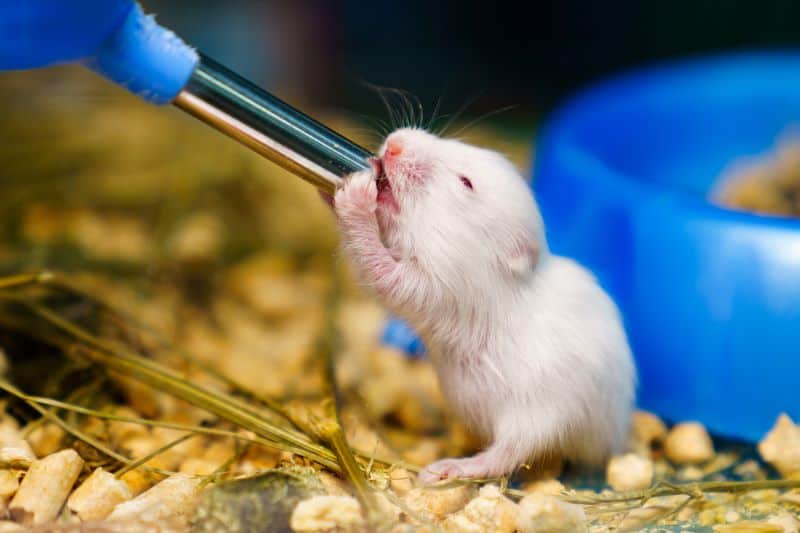 young hamster drinking from water bottle as owner wonders "Why is My Hamster Drinking So Much Water"