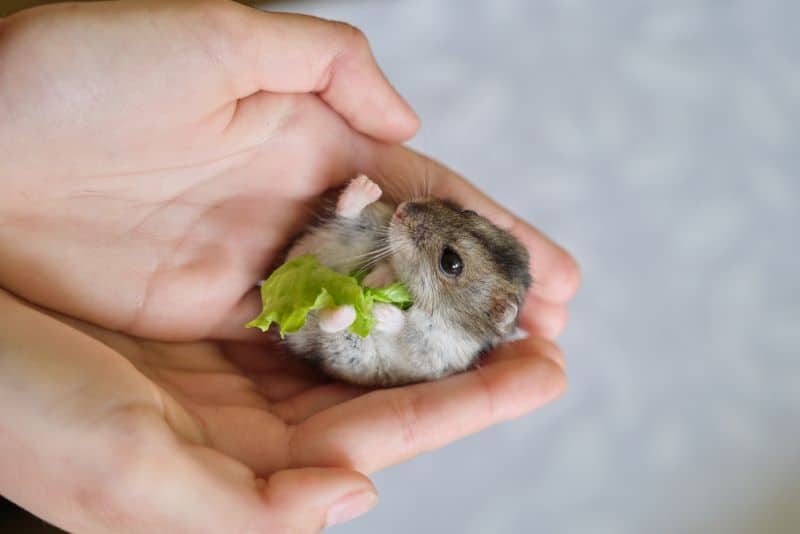 hamster enjoying fresh lettuce but Can Hamsters Eat Iceberg Lettuce?