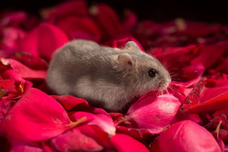 hamster on red rose petals can lead to questions like "Can Hamsters Eat Rose Petals?"