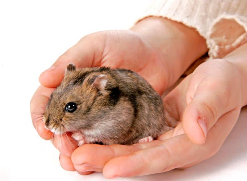 hamster resting in the palm of owner as he wonders "How Do Hamsters Show Affection"