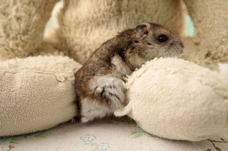 hamster relaxing in a couch as owners wonders "How Often Should A Hamster Be Out of its Cage?"