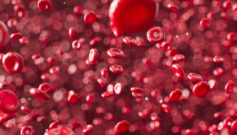 Red blood cells in focus