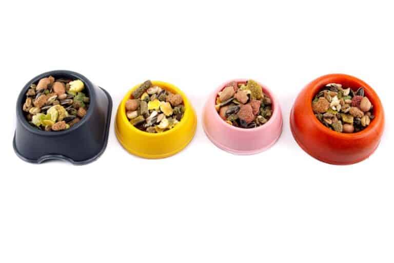 What Does Normal Hamster Pee Look Like? Hamster Urine Color Chart Explained! Petstant