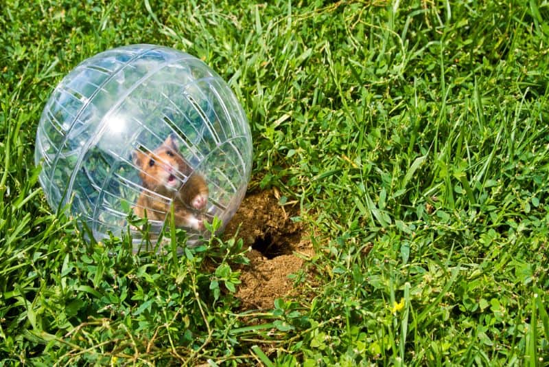 hamster in a running ball as another owner asks "Why is My Hamster Sitting in His ball?"