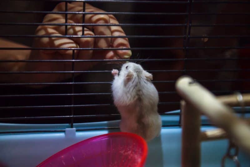 hamster climbing cage as owner asks "Why is My Hamster So Hyper All of a Sudden?"