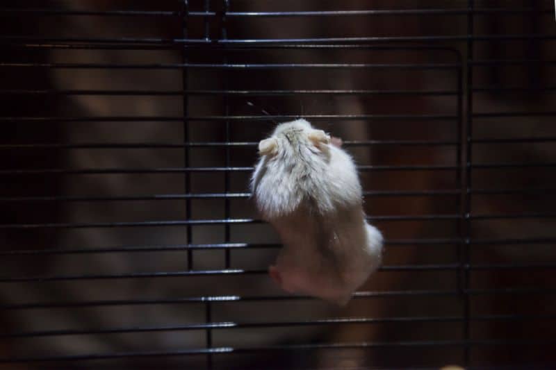 hamster climbing its cage