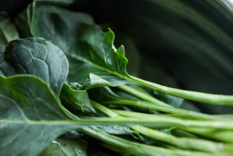 fresh collard green as hamster parent wonders "can hamsters eat collard greens?"