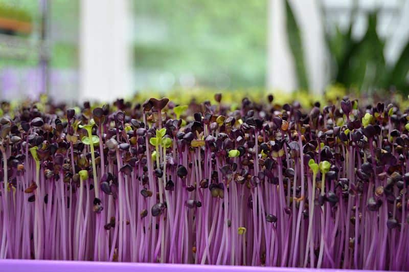 radish sprouts in a nursery as hamster parent queries "can hamsters eat radish sprouts?"