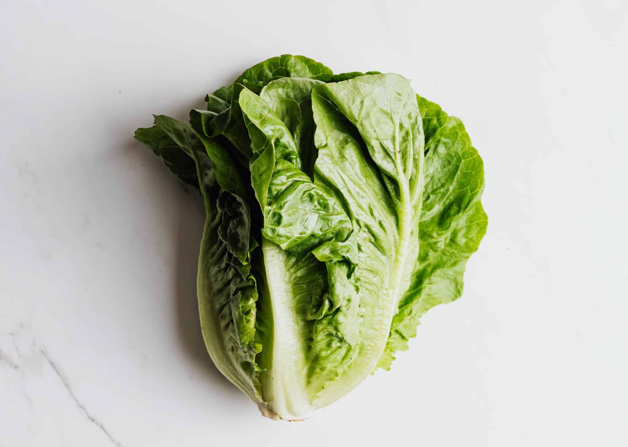 Can Hamsters Eat Iceberg Lettuce? 5 Best Alternatives Revealed! Petstant