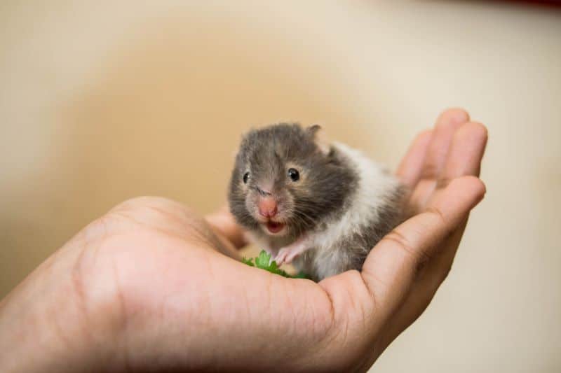 hamster with a leafy vegetable in the palm of an owner