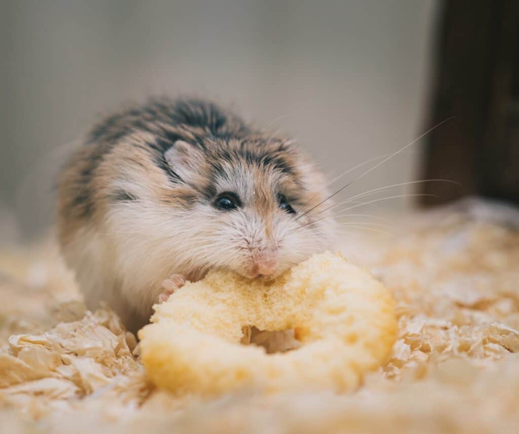 hamster eating a snack
