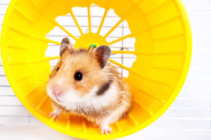 hamster running in a wheel
