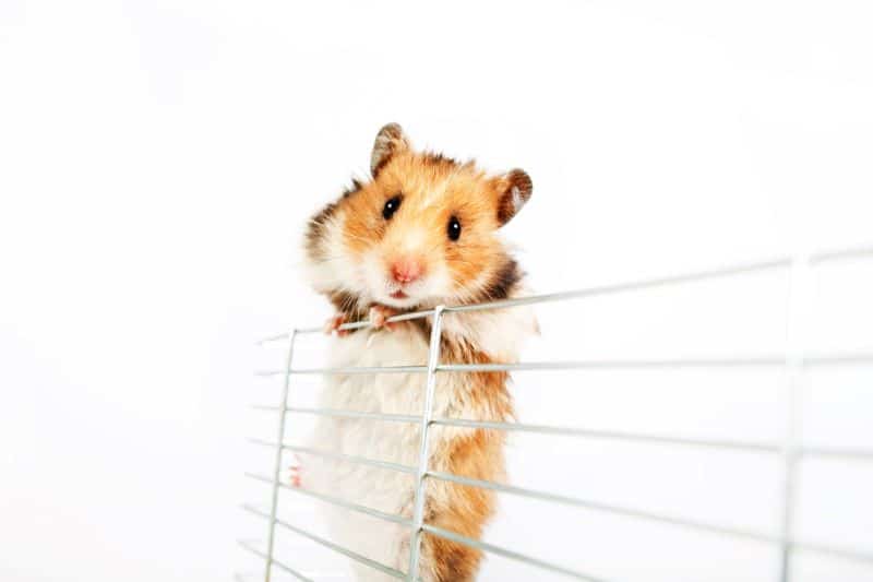 hamster trying to climb out of its cage
