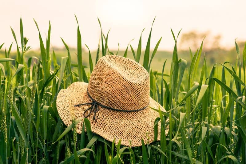fiber in growing grasses with woven hat