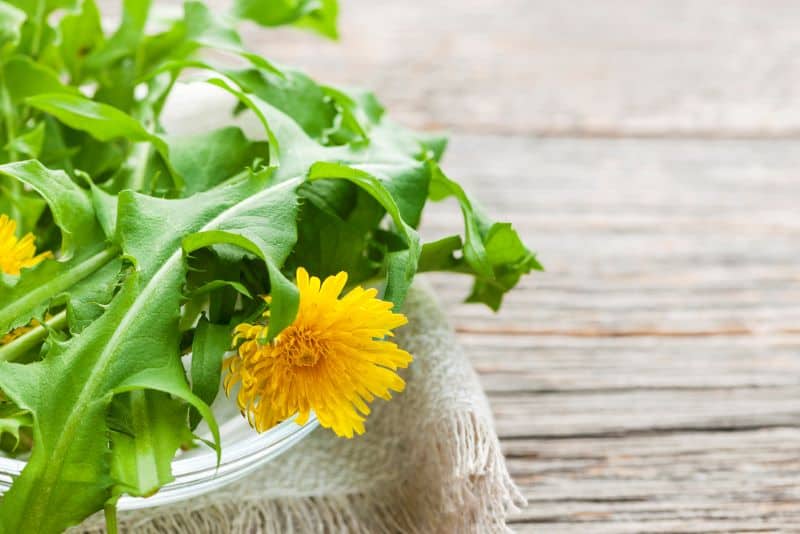 fresh dandelions are great for hamsters with testicular tumors