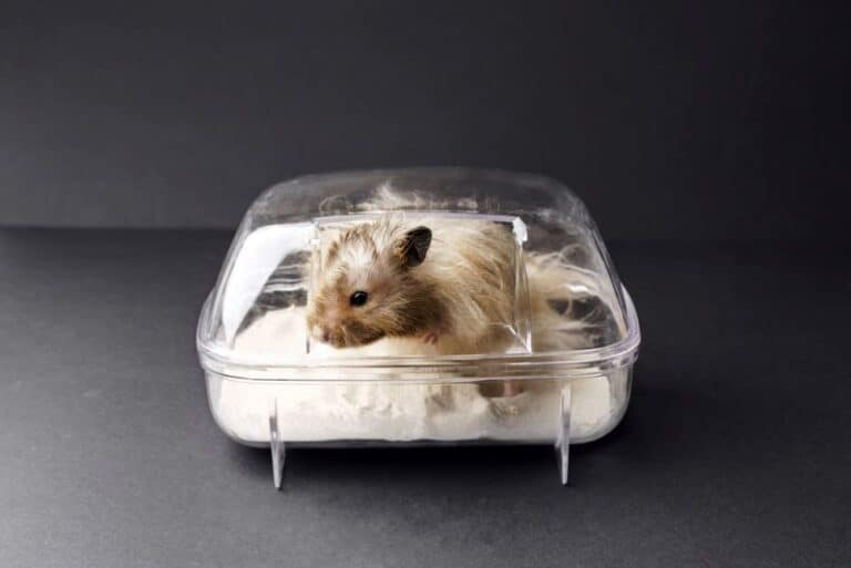 Hamster Nail Trimming Toys: 7 Best Options! - Petstant