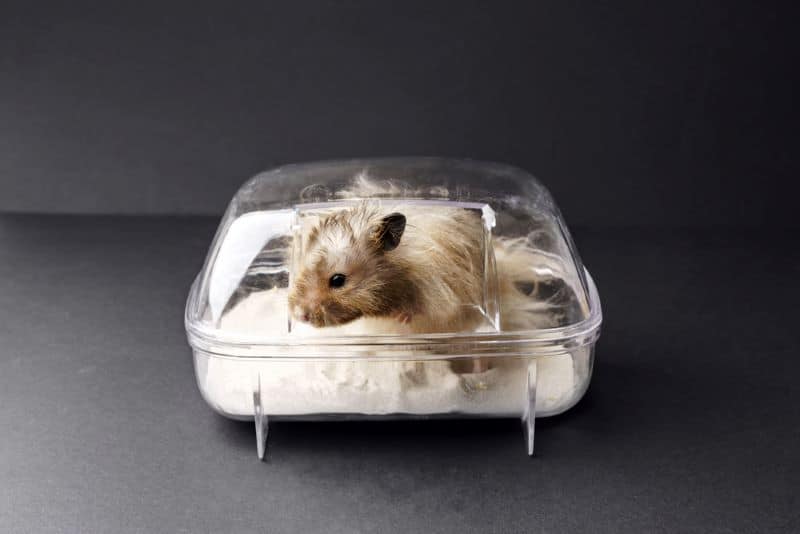 hamster getting a sand bath helps nail trimming naturally